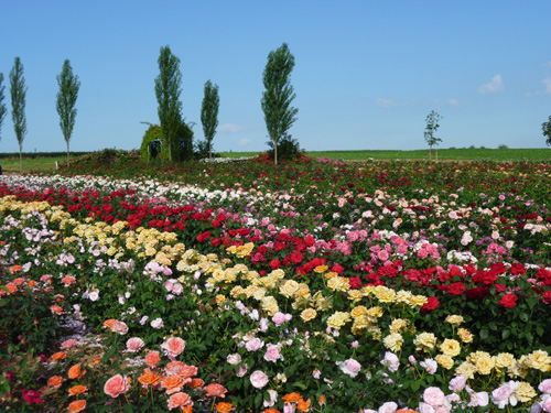 am Rosen-Wanderweg
