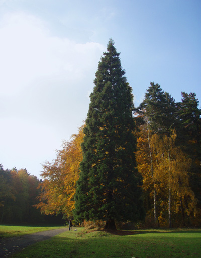 Mammutbaum am Wanderweg
